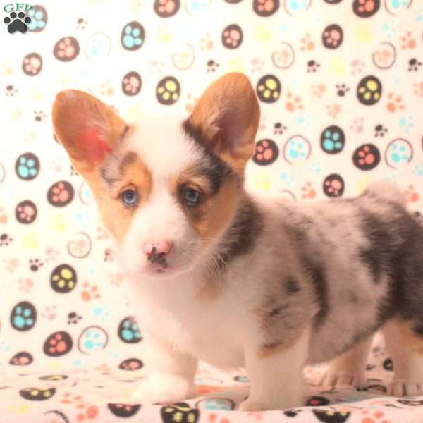 Diego, Pembroke Welsh Corgi Puppy