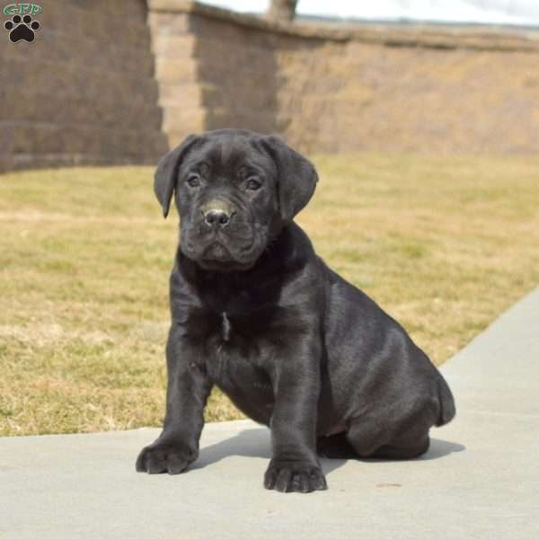 Diesel, Cane Corso Puppy