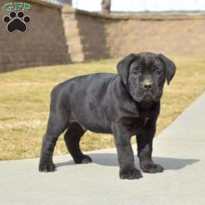 Diesel, Cane Corso Puppy