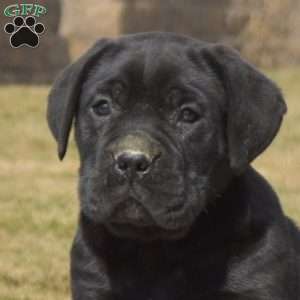 Diesel, Cane Corso Puppy