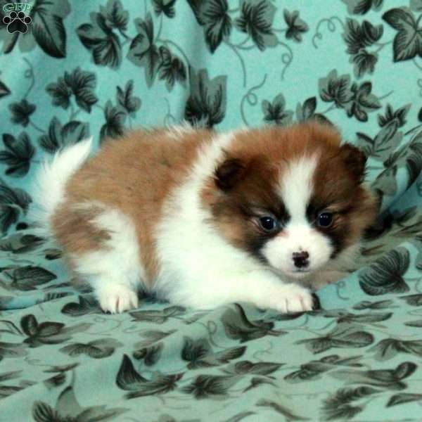 Dill, Pomeranian Puppy