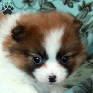 Dill, Pomeranian Puppy