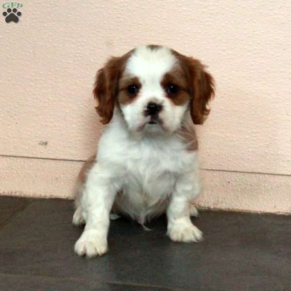 Dillan, Cavalier King Charles Spaniel Puppy