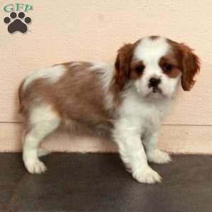 Dillan, Cavalier King Charles Spaniel Puppy