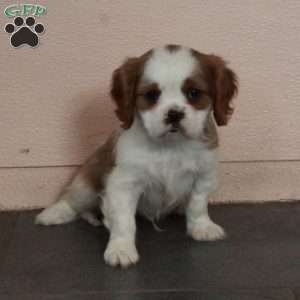 Dillan, Cavalier King Charles Spaniel Puppy