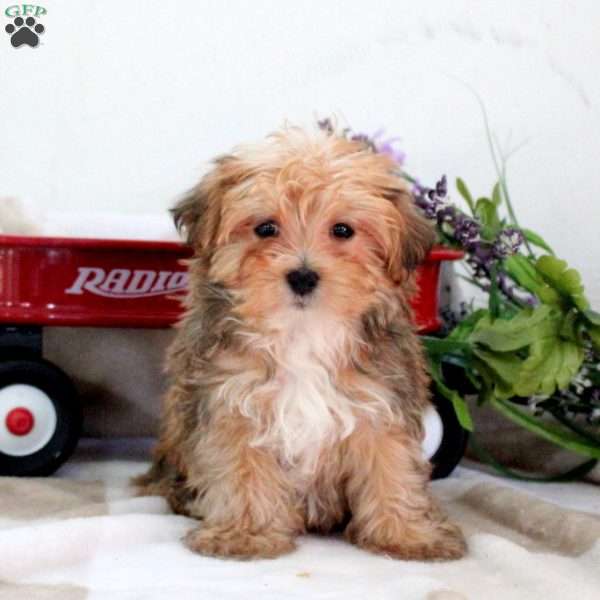 Dillon, Morkie / Yorktese Puppy