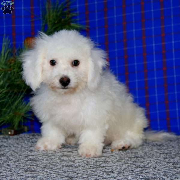 Dimples, Bichon Frise Puppy