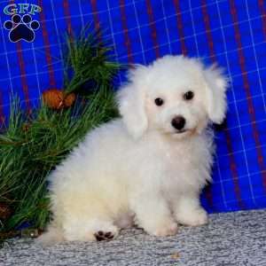 Dimples, Bichon Frise Puppy