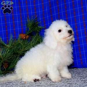 Dimples, Bichon Frise Puppy