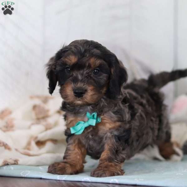 Diesel, Cavapoo Puppy