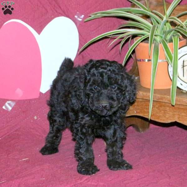 Diva, Miniature Poodle Puppy