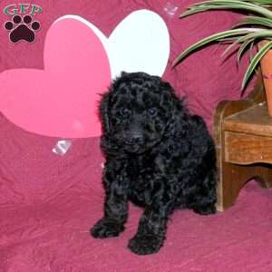 Diva, Miniature Poodle Puppy