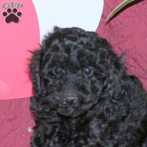 Diva, Miniature Poodle Puppy