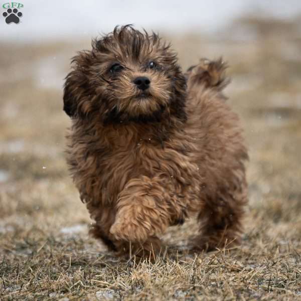 Doc, Shih-Poo Puppy