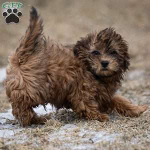 Doc, Shih-Poo Puppy