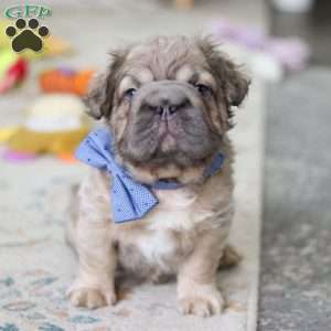 Dojo, French Bulldog Puppy