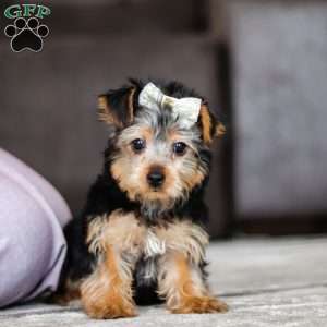 Dolly, Yorkie Puppy