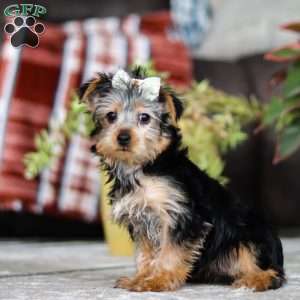 Dolly, Yorkie Puppy