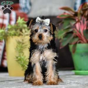 Dolly, Yorkie Puppy