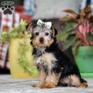 Dolly, Yorkie Puppy