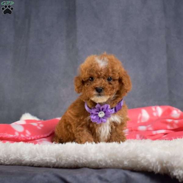 Dolly, Mini Goldendoodle Puppy