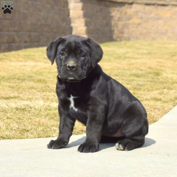 Dolly, Cane Corso Puppy