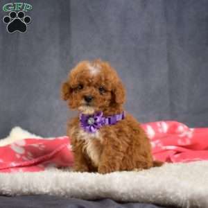 Dolly, Mini Goldendoodle Puppy