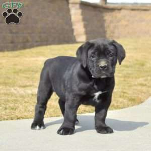 Dolly, Cane Corso Puppy