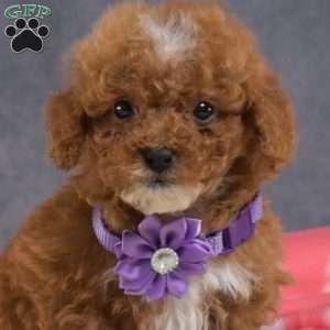 Dolly, Mini Goldendoodle Puppy