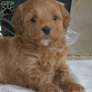 Dolly, Shih-Poo Puppy