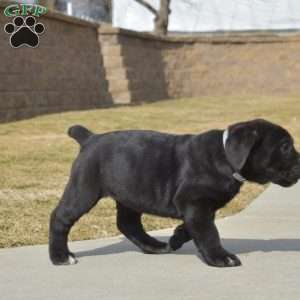 Dolly, Cane Corso Puppy