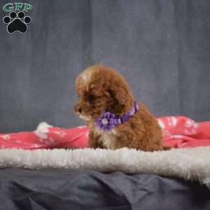 Dolly, Mini Goldendoodle Puppy