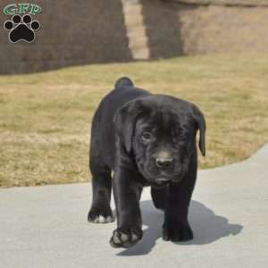 Dolly, Cane Corso Puppy