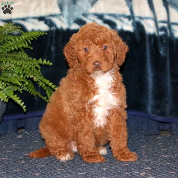 Dolly, Goldendoodle Puppy