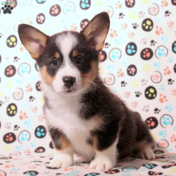 Dom, Pembroke Welsh Corgi Puppy