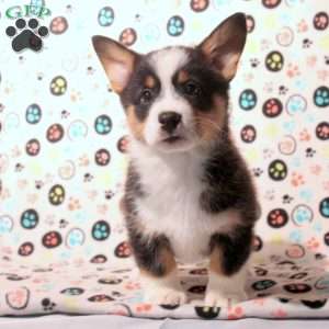 Dom, Pembroke Welsh Corgi Puppy