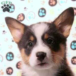 Dom, Pembroke Welsh Corgi Puppy