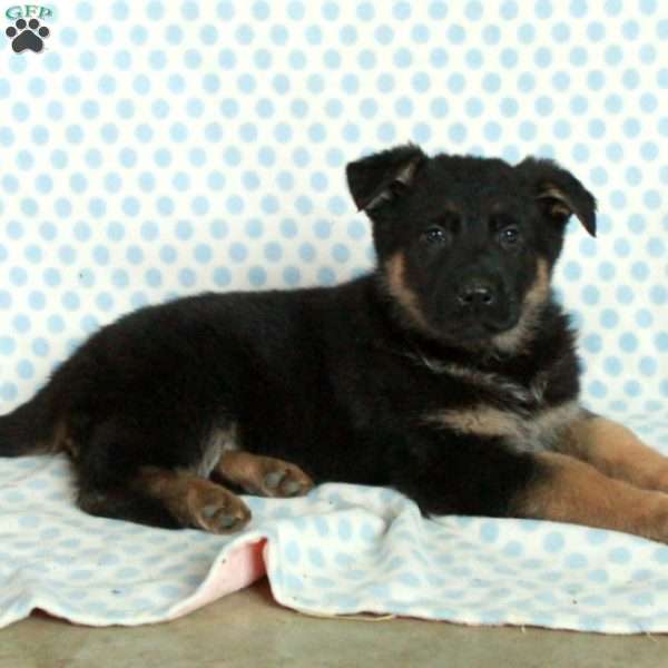 Dominic, German Shepherd Puppy