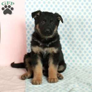 Dominic, German Shepherd Puppy