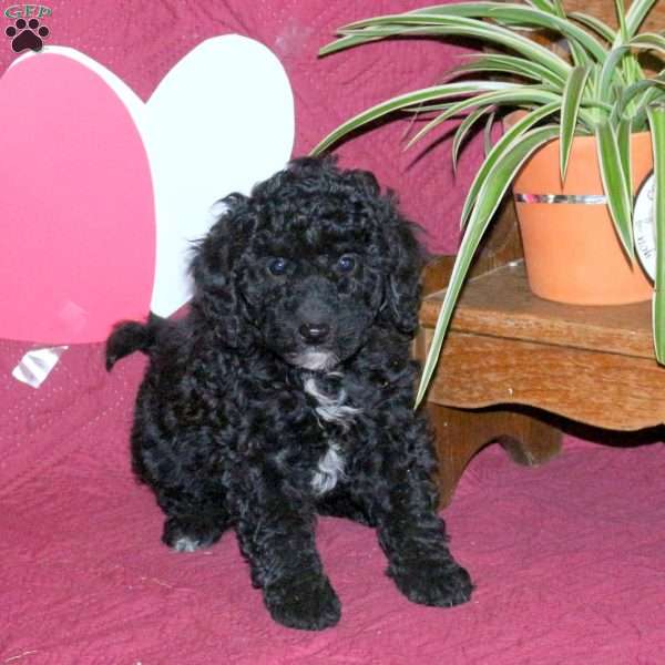 Domino, Miniature Poodle Puppy