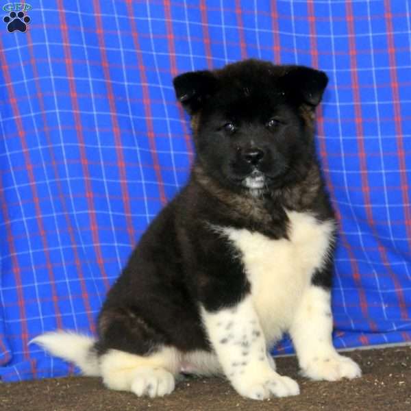 Donna, Akita Puppy