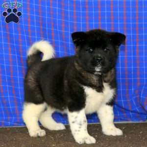 Donna, Akita Puppy