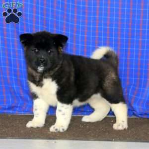 Donna, Akita Puppy