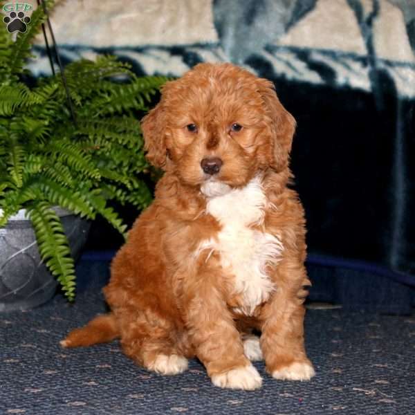 Donnie, Goldendoodle Puppy