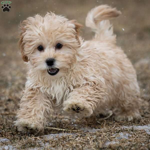 Donut, Shih-Poo Puppy