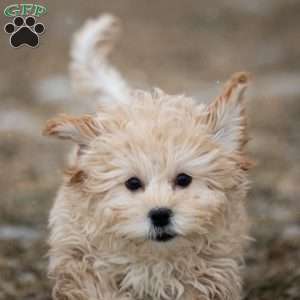 Donut, Shih-Poo Puppy