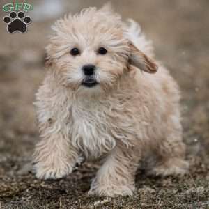 Donut, Shih-Poo Puppy