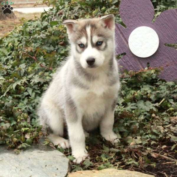 Dora, Siberian Husky Puppy