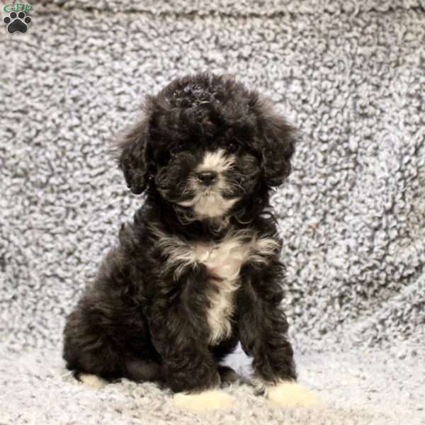 Dora, Cavapoo Puppy