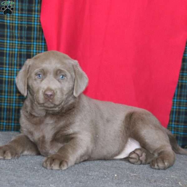 Doris, Silver Labrador Retriever Puppy